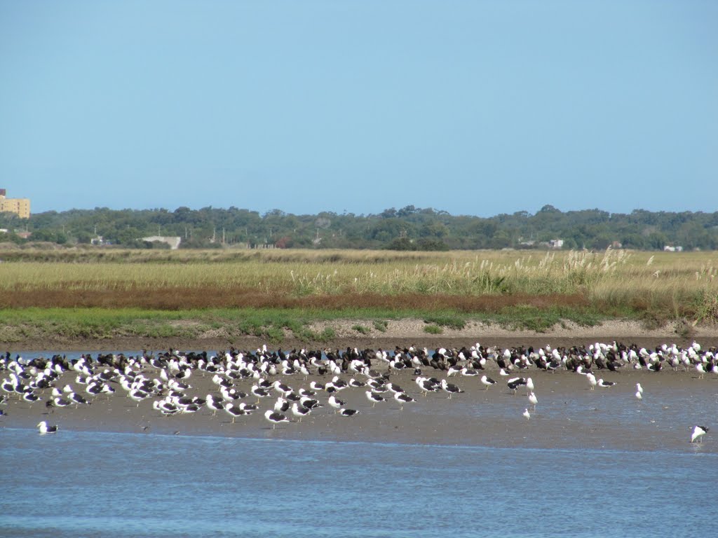 Gaviotas by Szarlotka