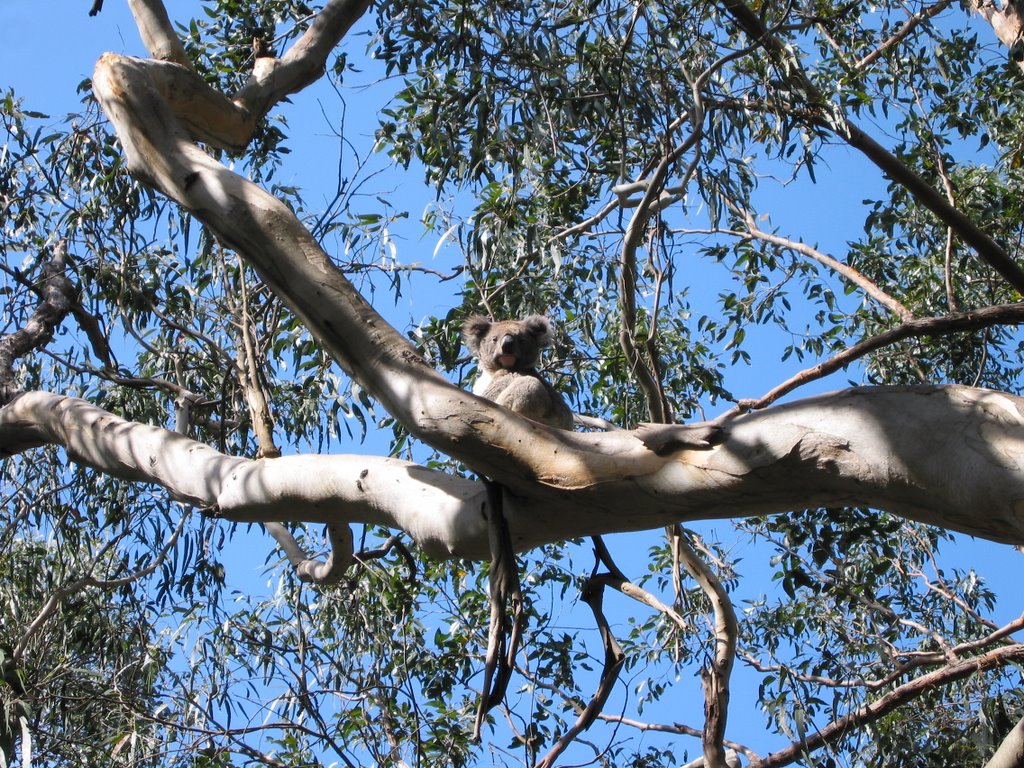 Koala by Rico Eckert