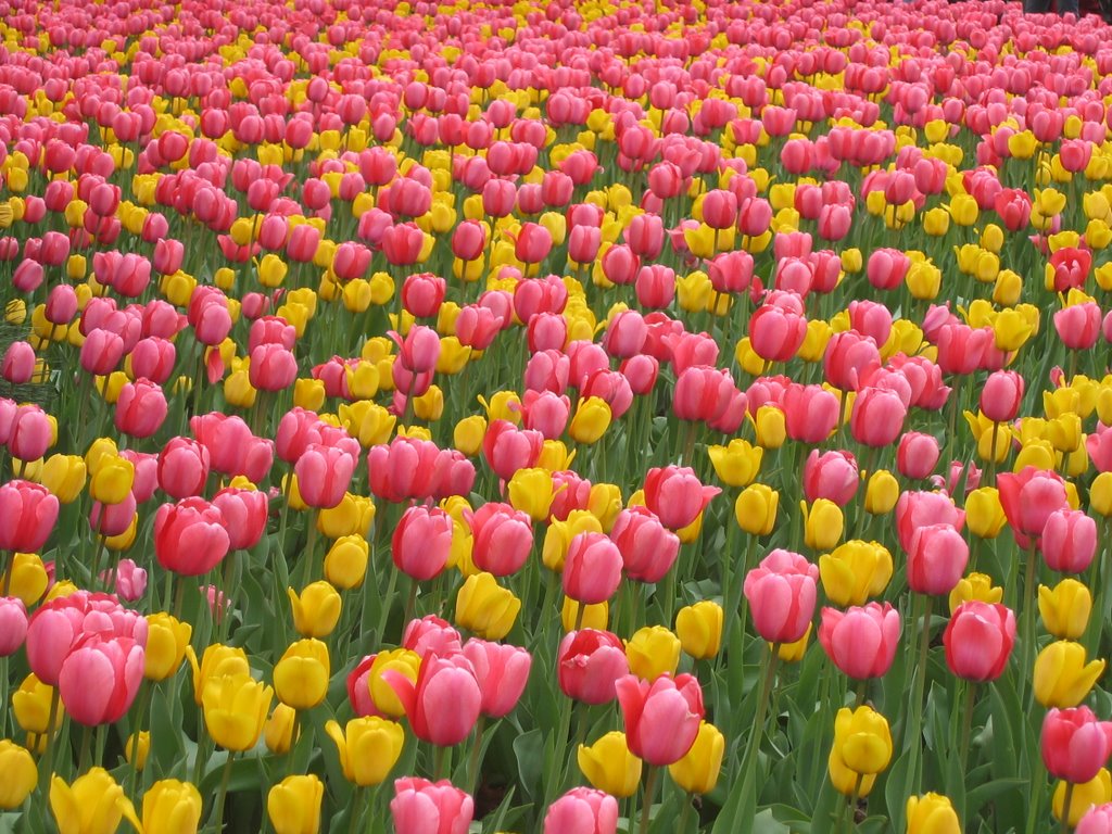 Ottawa Tulip Festival 2662 by Patrick Dooley