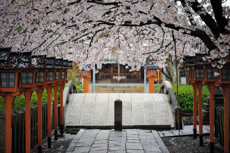 六孫王神社の桜 by デジ鍛冶