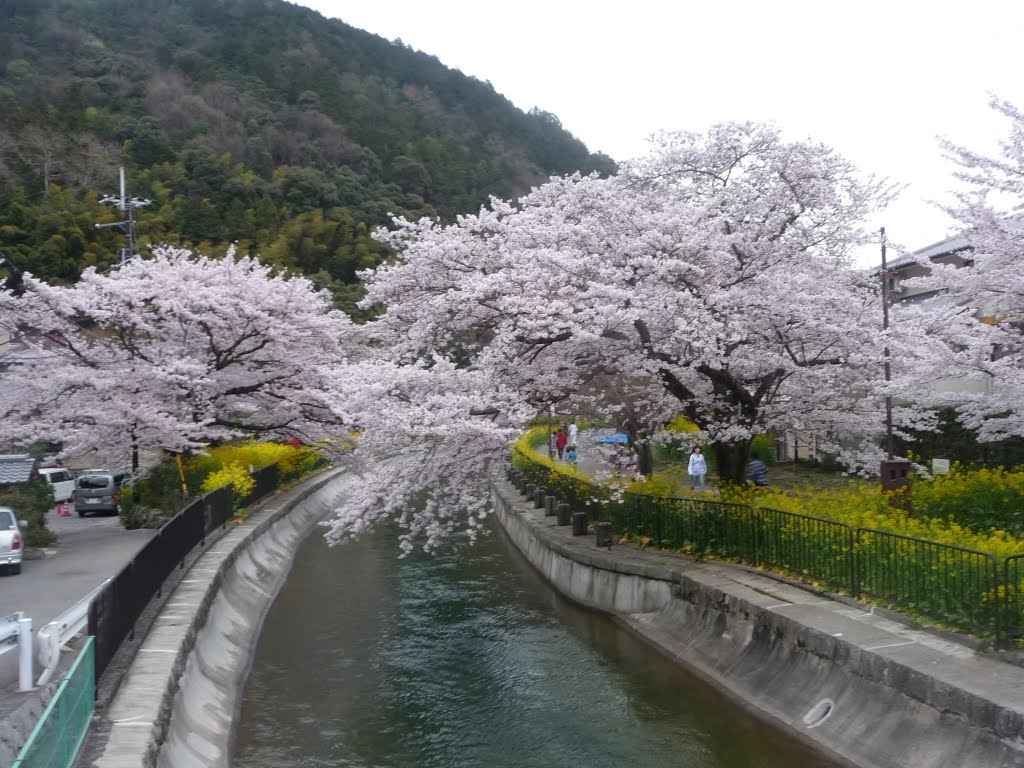 桜と菜の花　琵琶湖第一疎水（山科疎水）　Cherry Blossoms along the Lake Biwa Canal No.1 in Yamashina, Kyoto by Daichi Kohmoto ☆河本大地