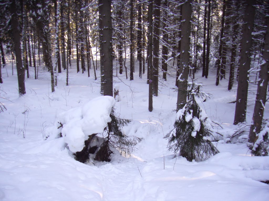 Snowy spruce forest, Klassarinkierros, Nuuksio national park, Vihti, 20110224 by RainoL