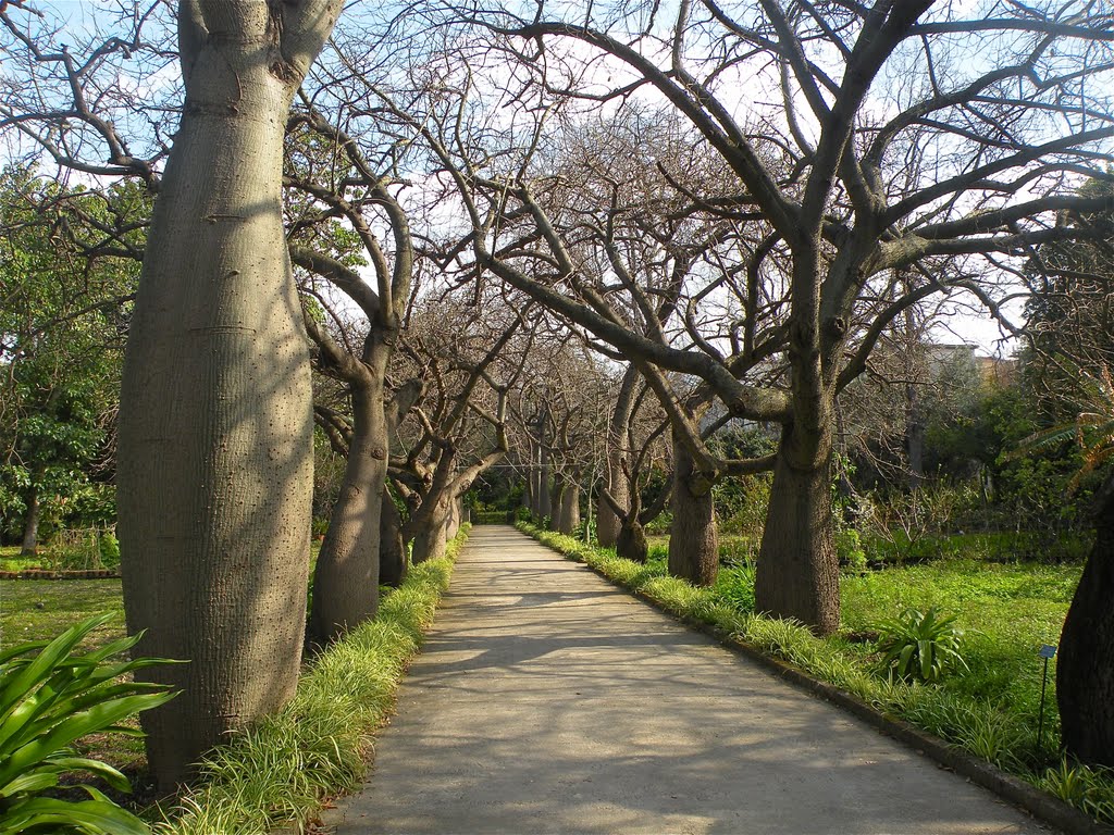 Orto Botanico di Palermo - Pier Luigi Giannetti by Pier Luigi Giannetti