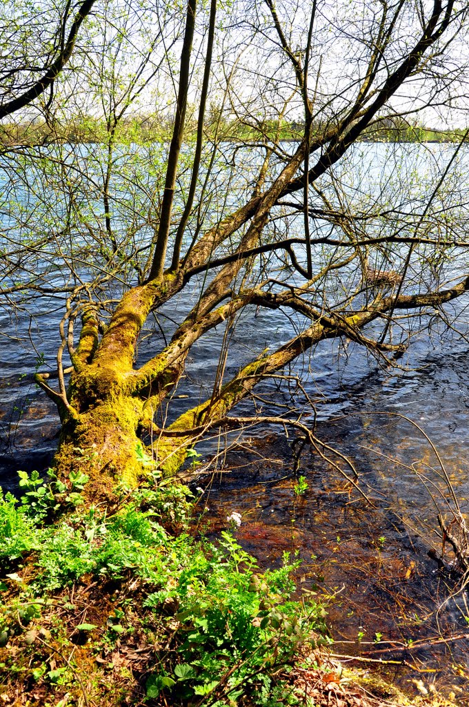 Dinton Pastures by DAVID ROBINS