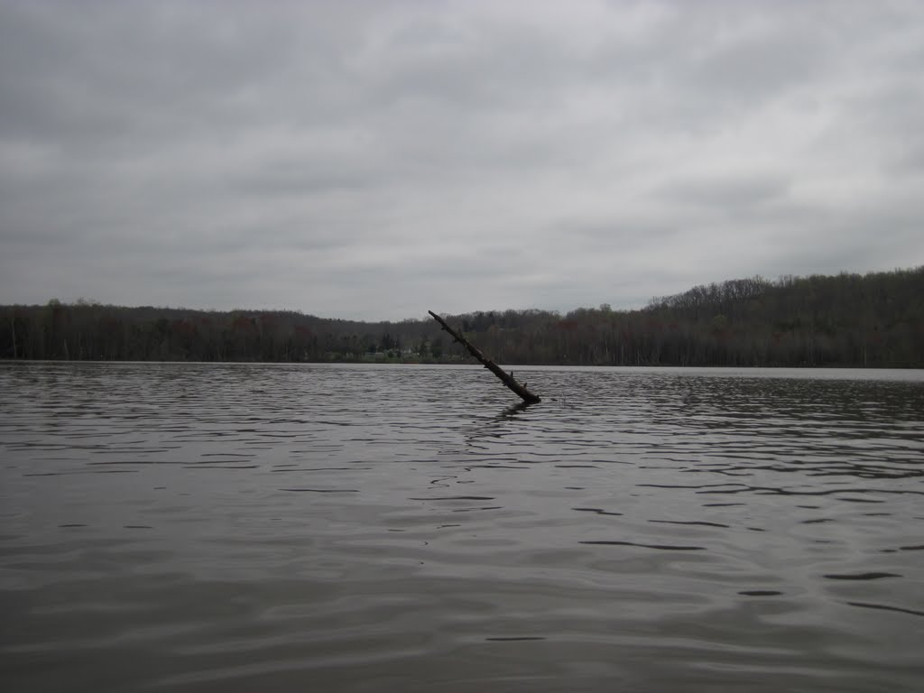 A lone dead tree sticking out of the water by midatlanticriverrat