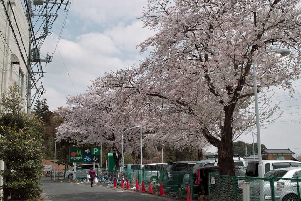 Cherry blossom by T.Matsuzawa