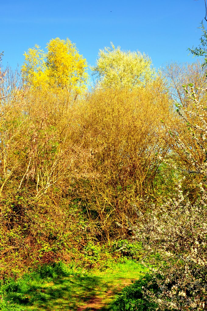 Dinton Pastures by DAVID ROBINS