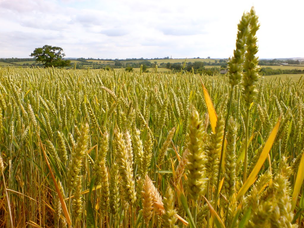 Crops toward Campden by puppeteer.tv