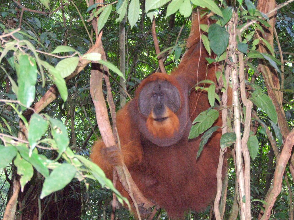 Oerang Oetang at Bukit Lawang by kimbapeewee