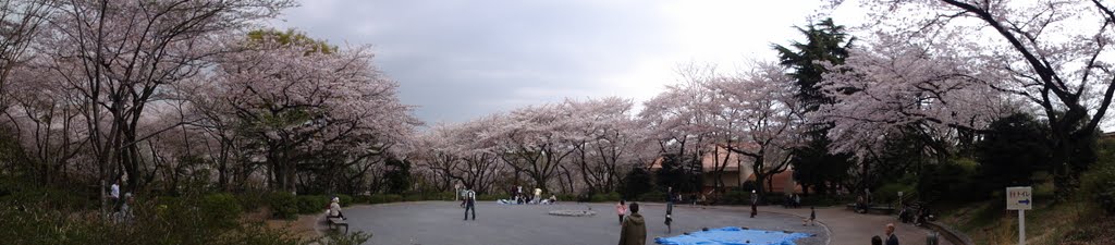 三ツ沢公園　春　（Mitsuzawa Park in spring) by sekifu