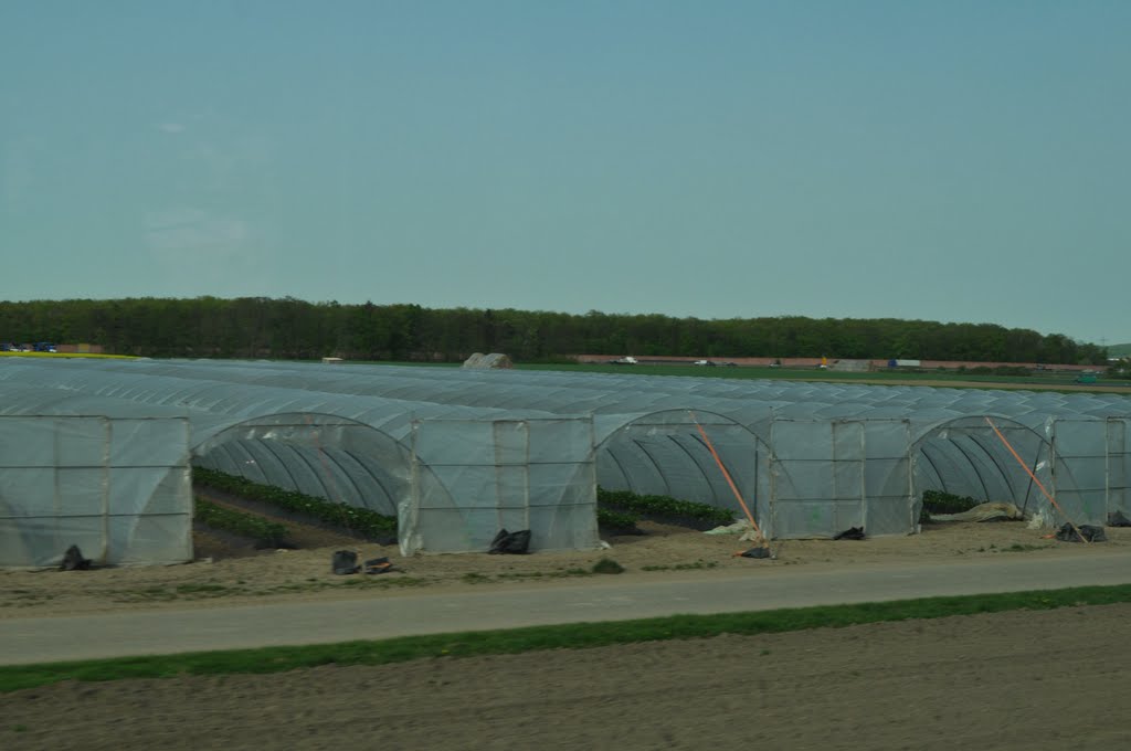 Folientunnel für Erdbeeren- und Spargelanbau beim Erdbeer- und Spargelhof Böser in Forst von Siegfried Kremer by Siegfried Kremer Philippsburg