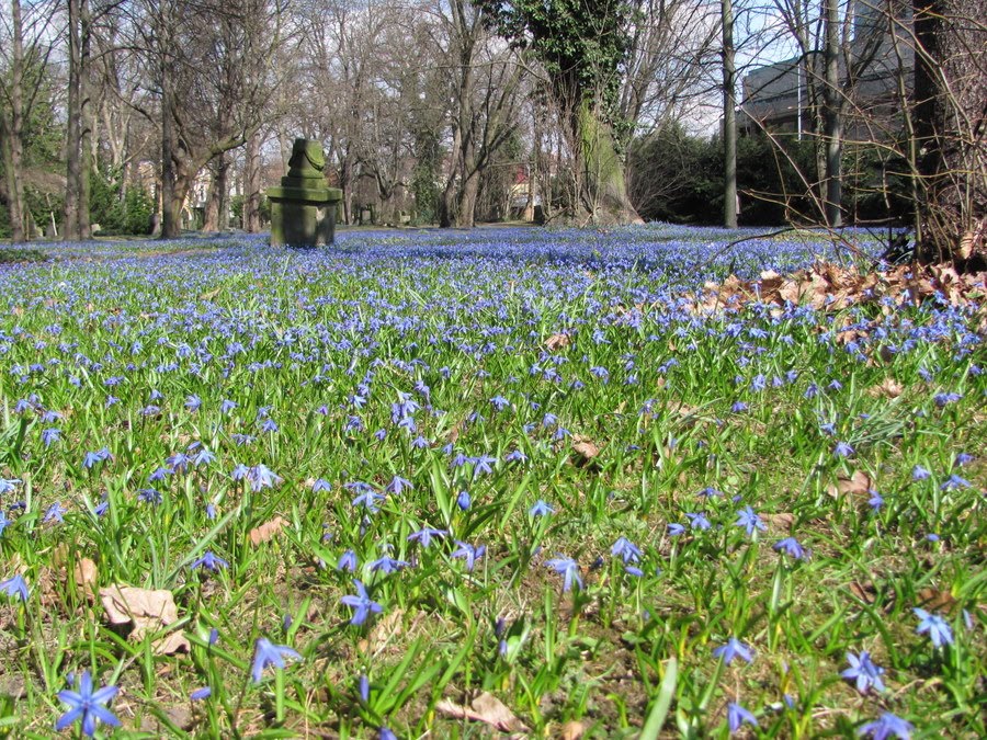 Tausende Blausterne blühen in Braunschweig (Contest 04-2011 scenery) by Chris1970