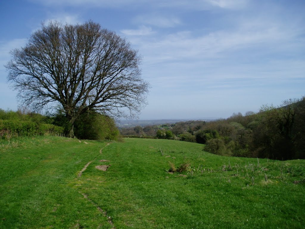 Solitary Oak Tree by The Original Roo