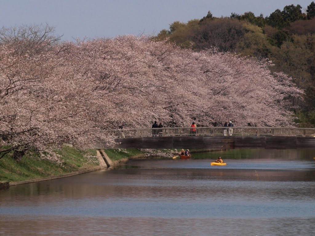 桜並木　福岡堰　茨城県つくばみらい市 by Hiko S.