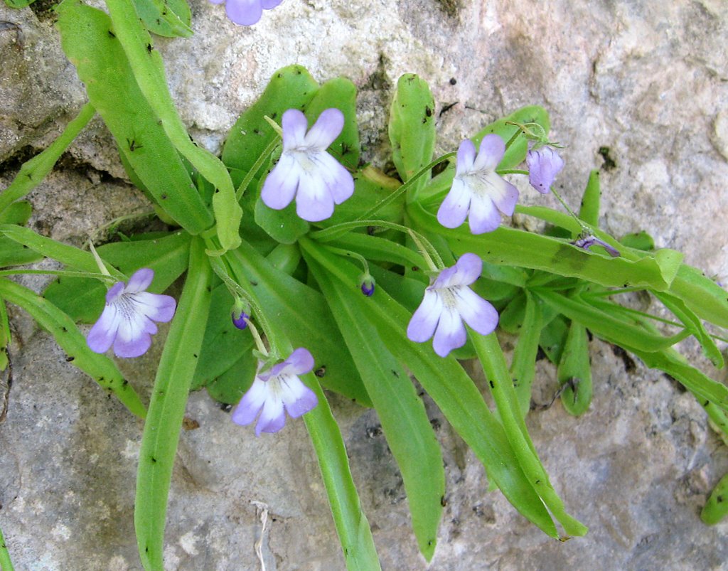 Pinguicola Vallisneriifolia by Agustin Carrillo