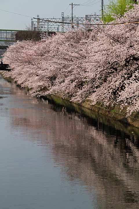 Cherry blossoms along Lake Biwa Canal near Fujinomori by nutakku