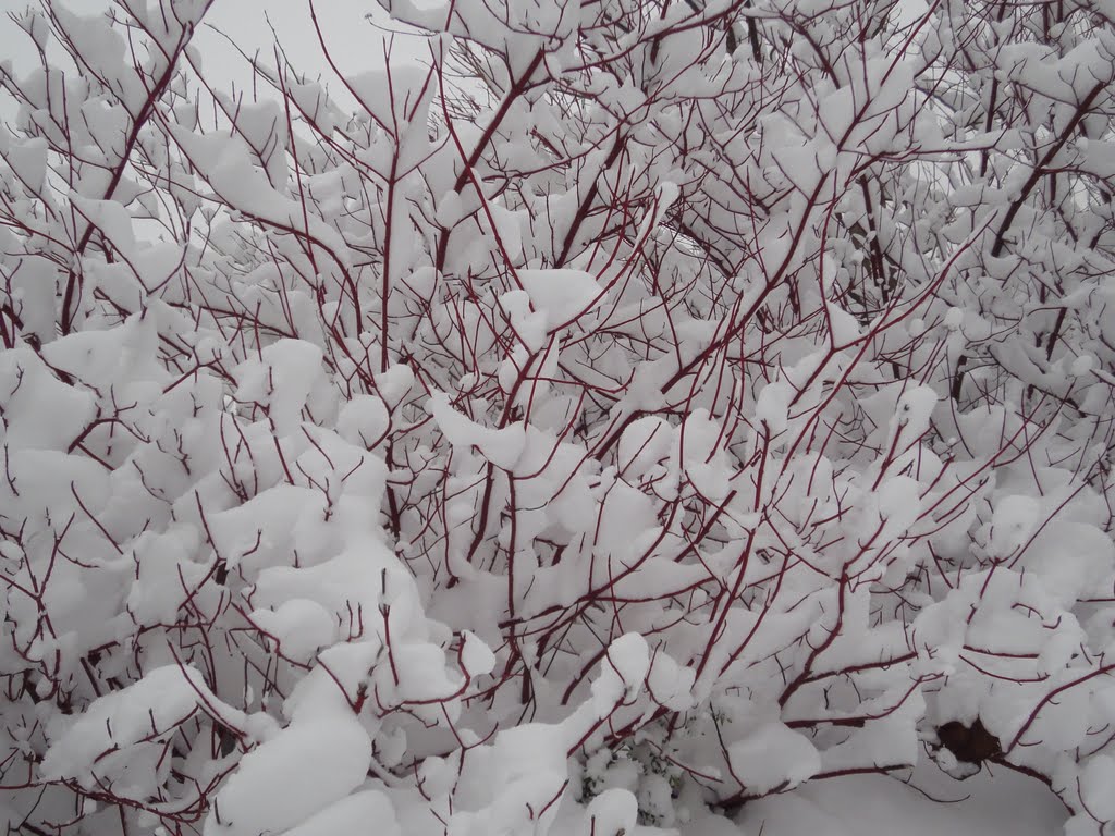 Branches holding snow by witteijsbeer