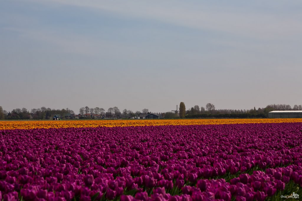 Tulip Field and Windmill, Stad aan het Haringvliet by © BraCom (Bram)