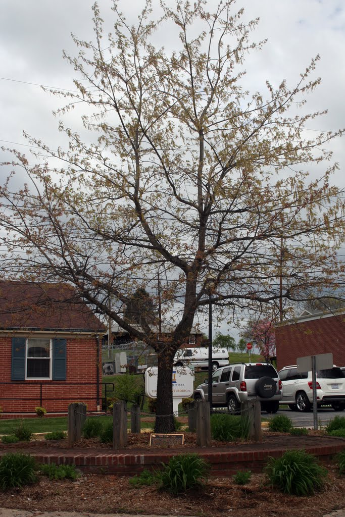 Tory Oak Tree by teacherws