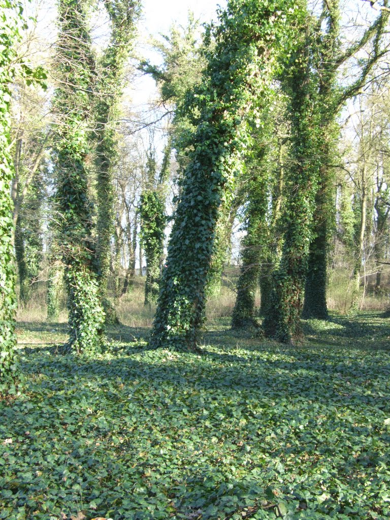 Ivys on the Trees in "Klęskowo" Park by Krzysio Milewicz