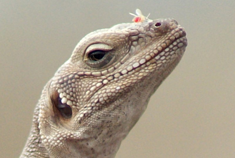 Desert Iguana close-up by Don Hunt