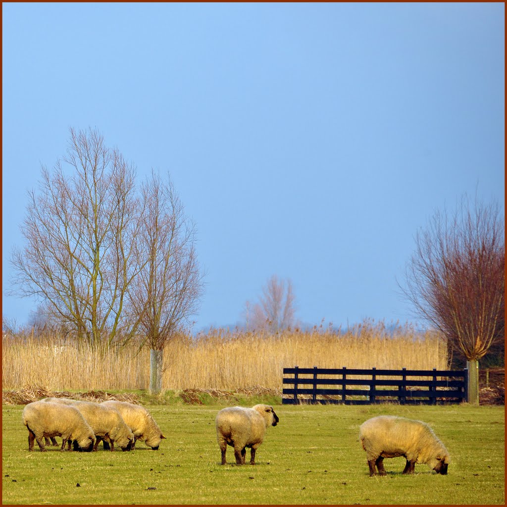 Westmaas - Woolly Sheep by RI@M