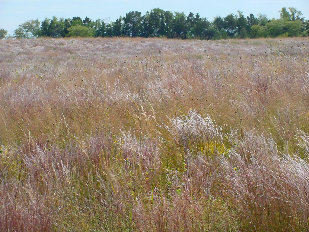 Prairie grass by VKeith