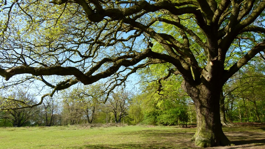 Epping Forest in the Spring by TerryHD2