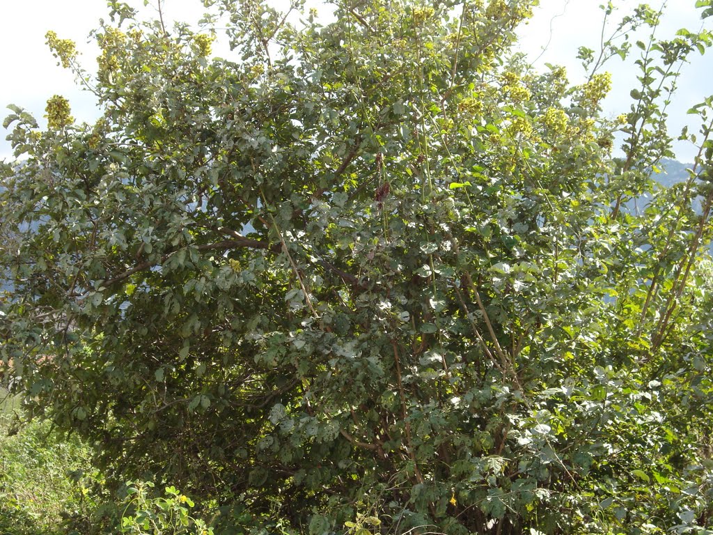 Pé de Mufumbo árvore tipica da vegetação da Caatinga, Irauçuba Ceará. by ebarroso