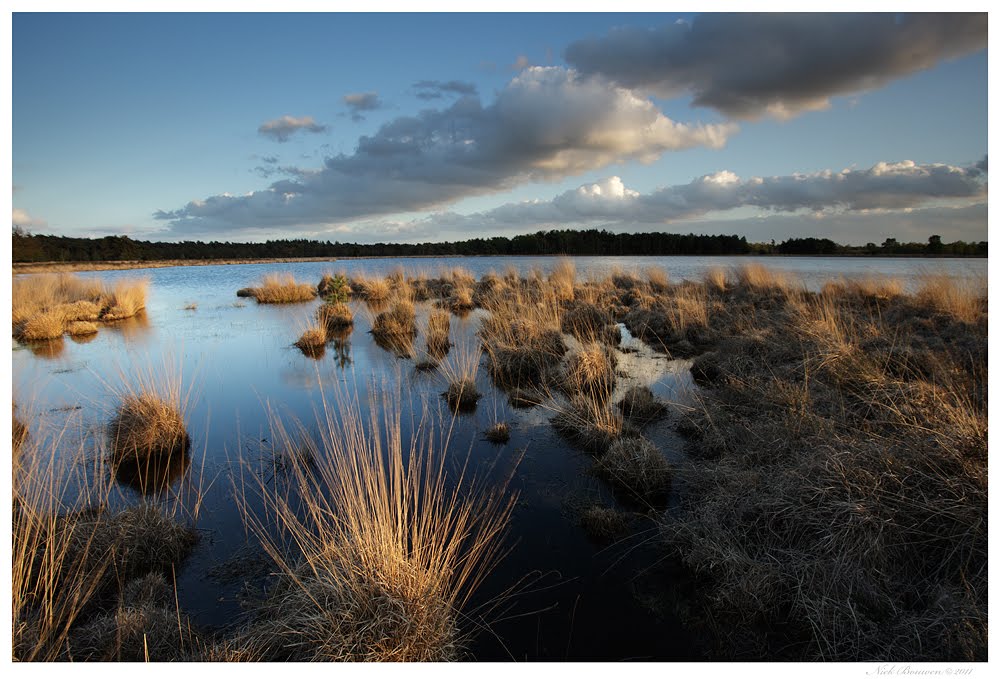 Strabrechtsche Heide - Starven by Niek Bouwen