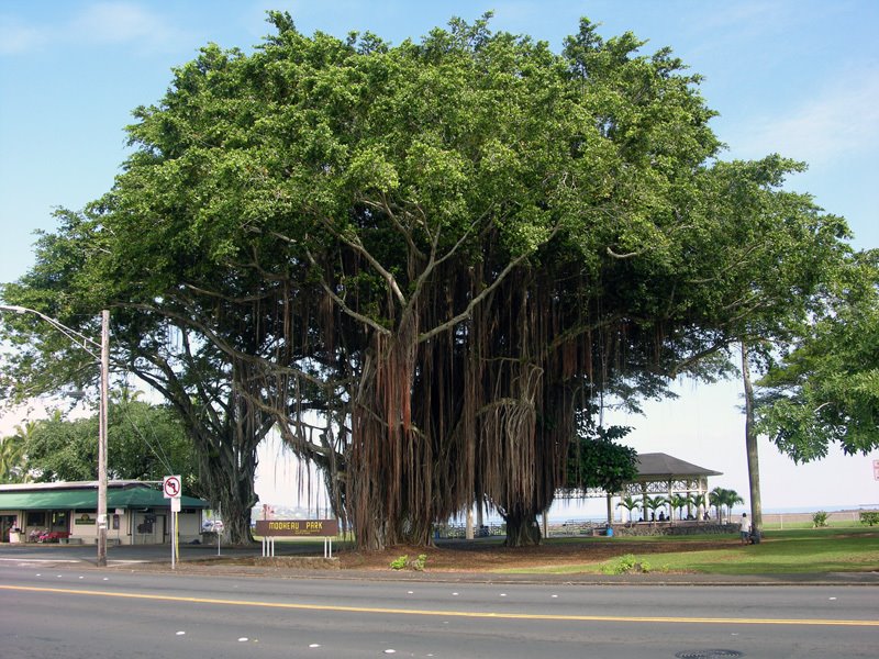 Banyan Tree of Hilo Bay by Jason C. Liu 劉嘉祥