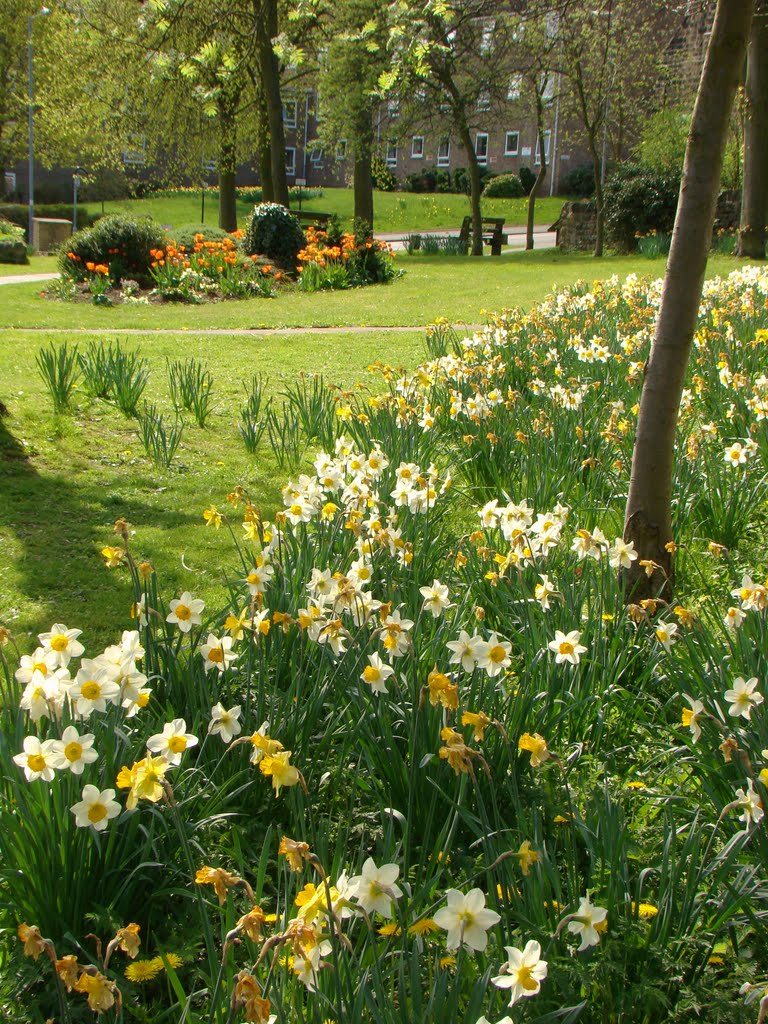 Spring display on Oughtibridge Village Green, Sheffield S35 by sixxsix