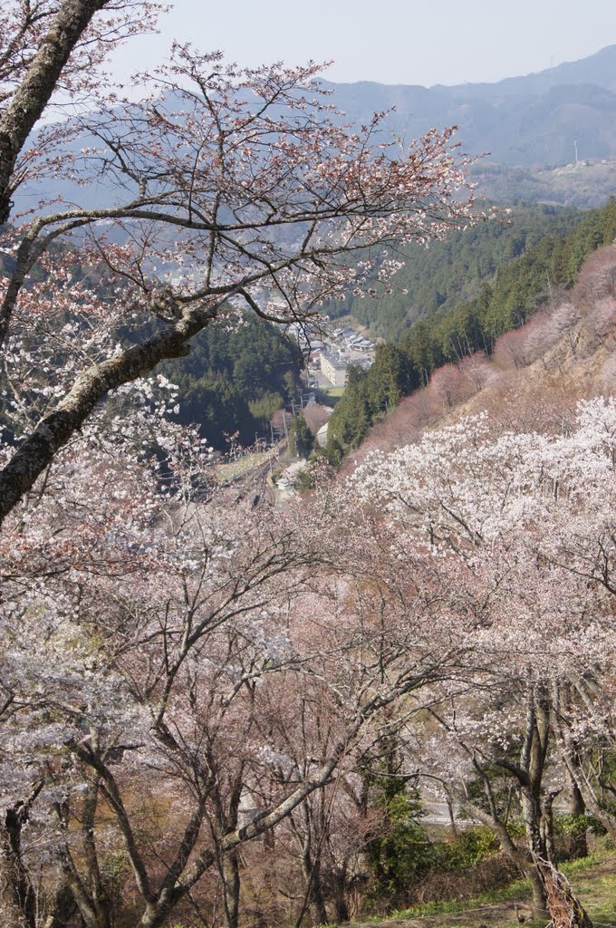 吉野山　下千本　yoshino-yama Shimosenbon 2011.04.12 by しみず出張鍼灸指圧マッサージ