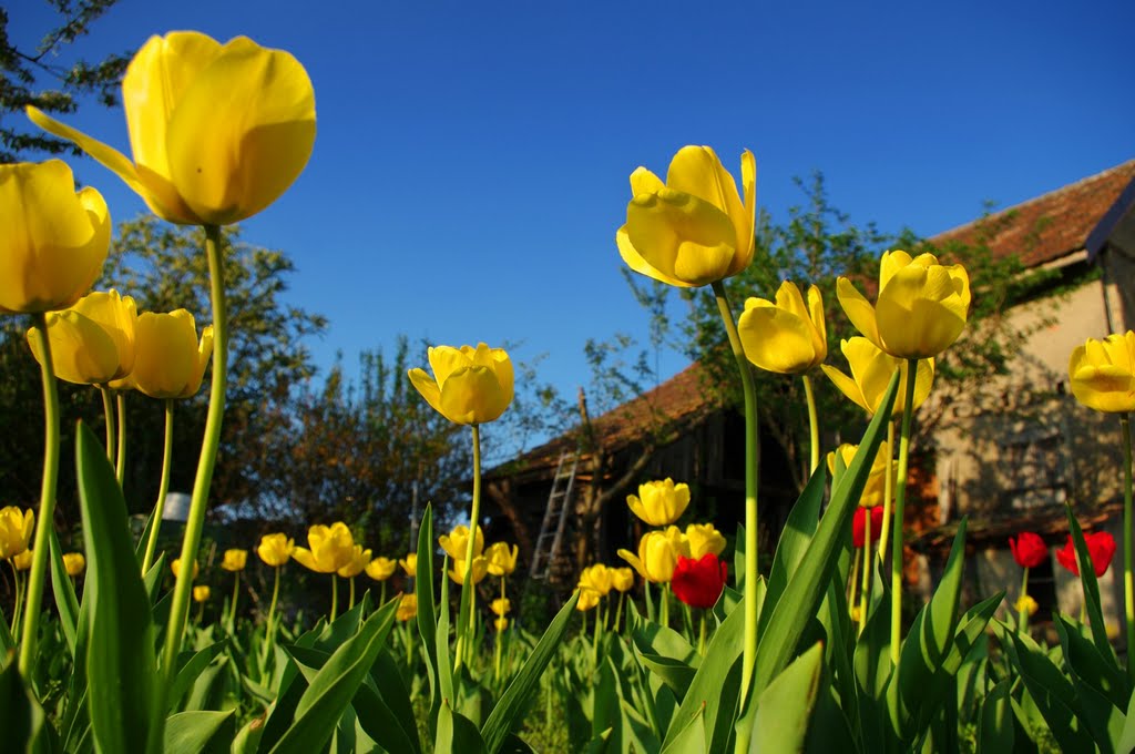 Evening tulips by http://www.meispix.com (Philippe Meisburger)