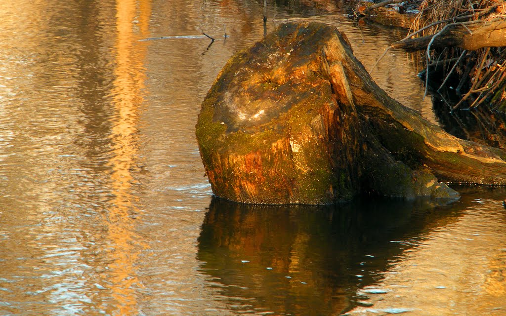 Old Stump in Sand Creek, Coon Rapids, Minnesota by © Tom Cooper