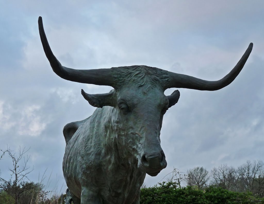 "Longhorn" Boerne, Texas by grumpygrimble