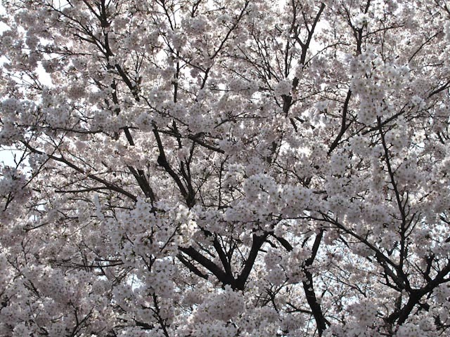 島根県雲南市木次町木次 by sweet_soul1970