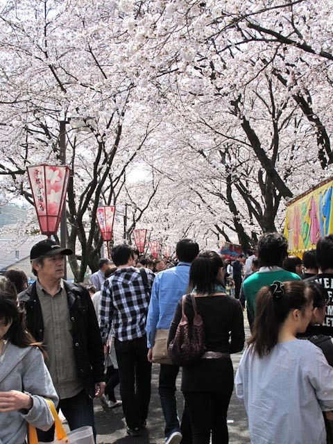 島根県雲南市木次町木次さくら by sweet_soul1970