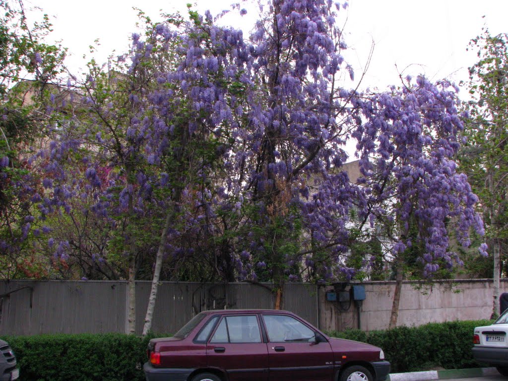 Spring in Tehran by Behrooz Rezvani