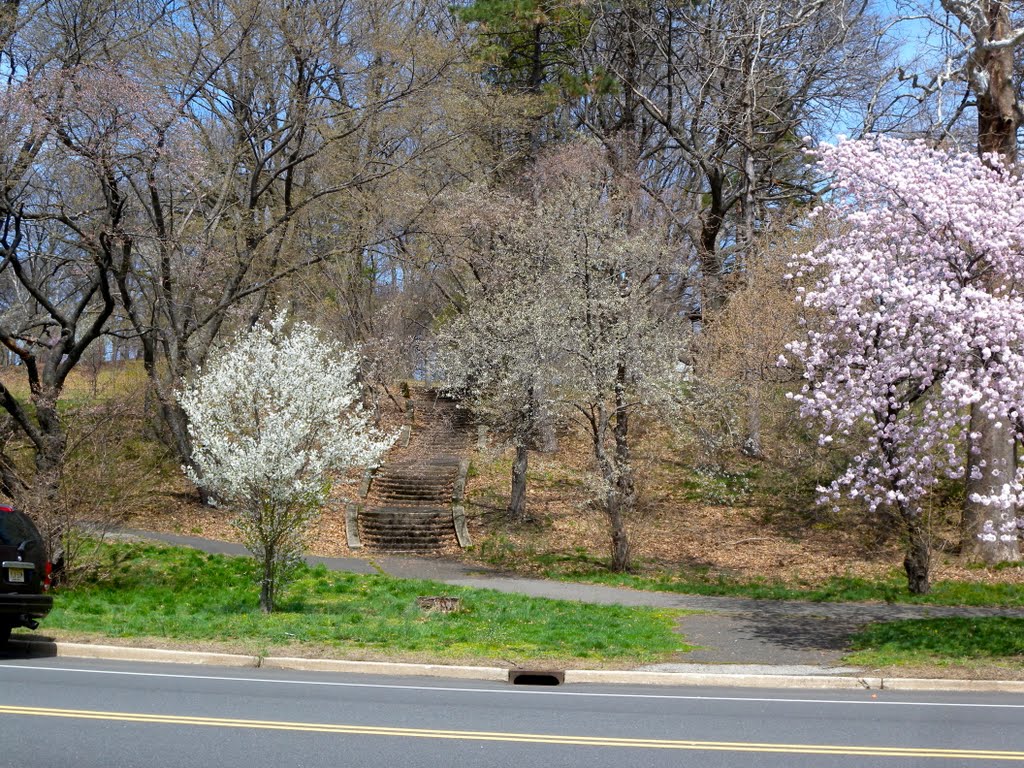 Branch Brook Park by Adam Elmquist