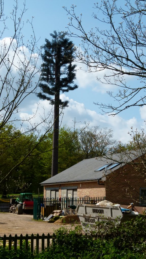 Tree out of place in Epping Forest - Plastic Communication Mast Tree by TerryHD2