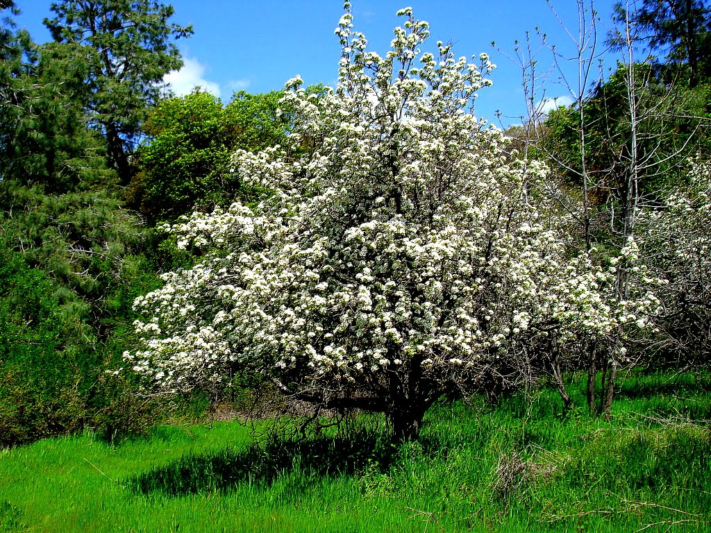 Spring Blossoms On Gold Hill Rd. by thunderbirdone