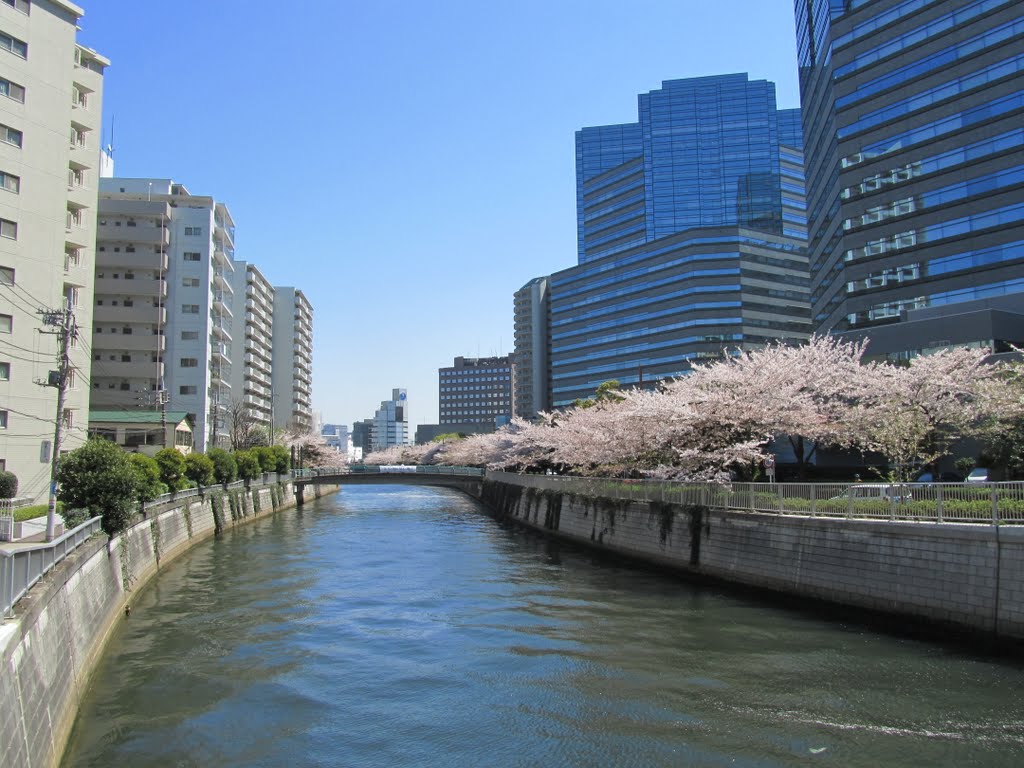 Cherry blossom in Meguro river by ma333ma