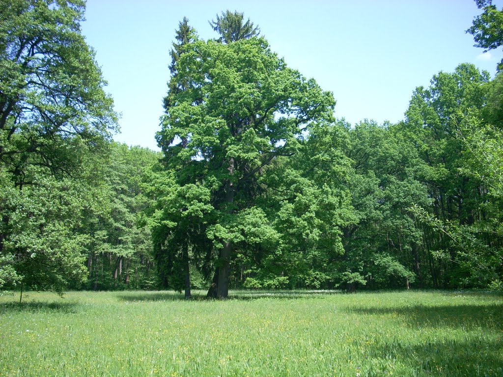 Lázeňský park Lázně Bělohrad by kesuob