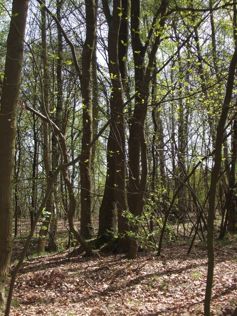 Beerzelberg (4) by Googleearthfreak