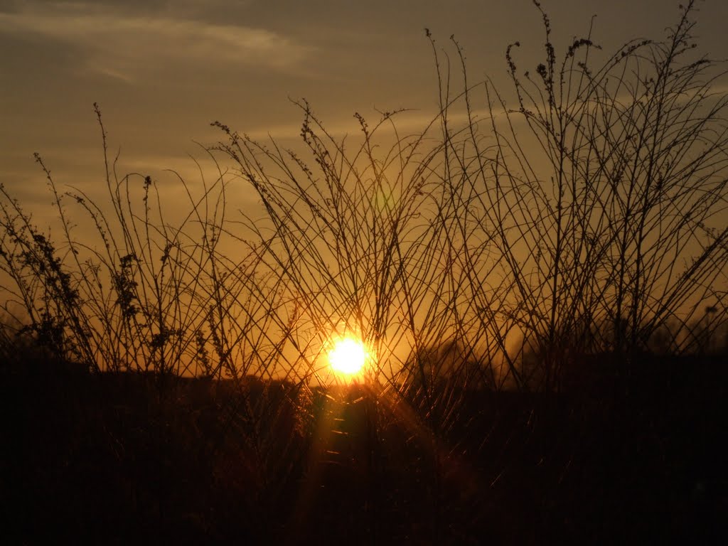 Sun in a stems - Sunset (Swojska Street) by Krzysio Milewicz