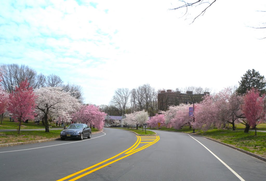 Cherry Blossoms by Adam Elmquist