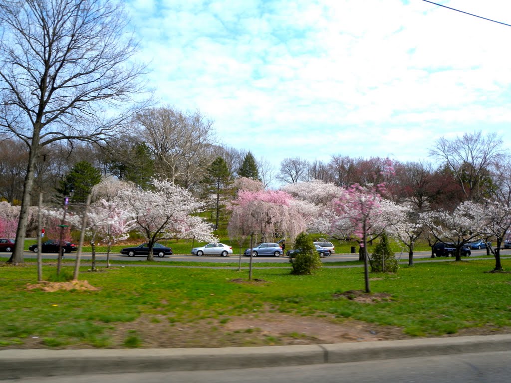 Branch Brook Park by Adam Elmquist