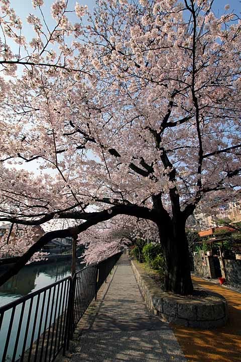 Cherry blossoms along Lake Biwa Canal by nutakku