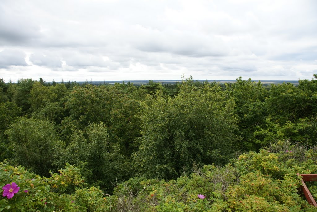 Blaabjerg, der blaue Berg, Klitplantage, Jütland Dänemark by Roland Wirz